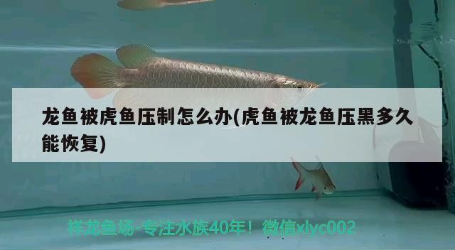 龍魚被虎魚壓制怎么辦(虎魚被龍魚壓黑多久能恢復)