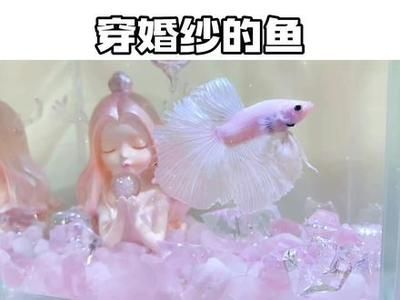 觀賞魚的文案短句（有關觀賞魚的優(yōu)美短句）