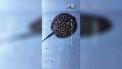 帝王魟魚(yú)繁殖餌料選擇，帝王魟魚(yú)的繁殖成功率和幼魚(yú)存活率具有重要意義