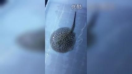 帝王魟魚(yú)繁殖餌料選擇，帝王魟魚(yú)的繁殖成功率和幼魚(yú)存活率具有重要意義