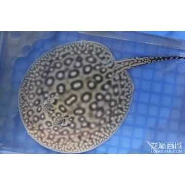 帝王魟魚(yú)繁殖餌料選擇，帝王魟魚(yú)的繁殖成功率和幼魚(yú)存活率具有重要意義