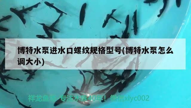 博特水泵進(jìn)水口螺紋規(guī)格型號(hào)(博特水泵怎么調(diào)大小)