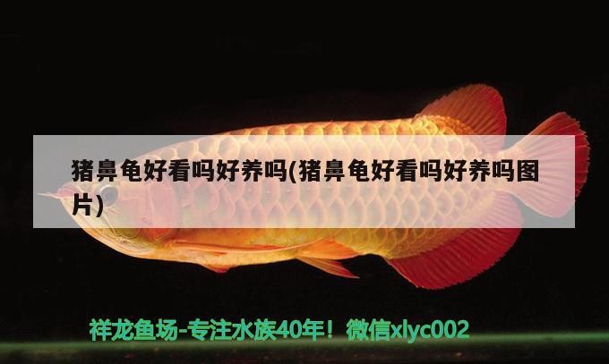 豬鼻龜好看嗎好養嗎(豬鼻龜好看嗎好養嗎圖片)