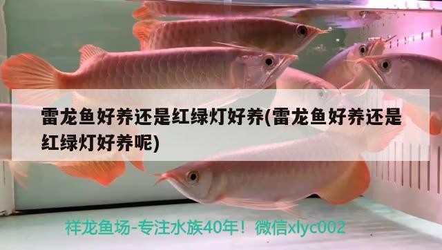 雷龍魚好養(yǎng)還是紅綠燈好養(yǎng)(雷龍魚好養(yǎng)還是紅綠燈好養(yǎng)呢) 虎魚百科 第3張 雷龍魚好養(yǎng)還是紅綠燈好養(yǎng)(雷龍魚好養(yǎng)還是紅綠燈好養(yǎng)呢) 雷龍魚好養(yǎng)還是紅綠燈好養(yǎng)(雷龍魚好養(yǎng)還是紅綠燈好養(yǎng)呢) 虎魚百科 第3張