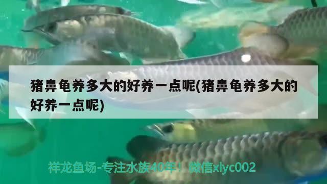 豬鼻龜養多大的好養一點呢(豬鼻龜養多大的好養一點呢) 豬鼻龜養多大的好養一點呢(豬鼻龜養多大的好養一點呢) 豬鼻龜百科