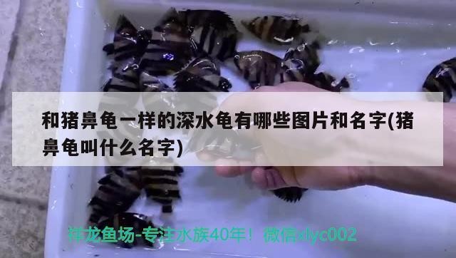 和豬鼻龜一樣的深水龜有哪些圖片和名字(豬鼻龜叫什么名字) 和豬鼻龜一樣的深水龜有哪些圖片和名字(豬鼻龜叫什么名字) 豬鼻龜百科