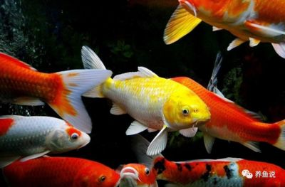 什么品種的紅龍魚最好看又好養的魚：好看又好養的紅龍魚品種：辣椒紅龍魚飼養難度較低