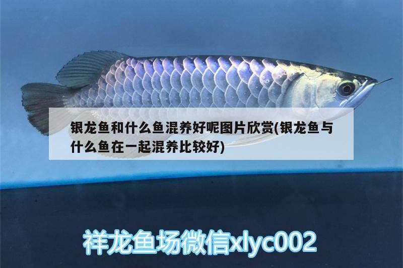 銀龍魚和什么魚混養好呢圖片欣賞(銀龍魚與什么魚在一起混養比較好)