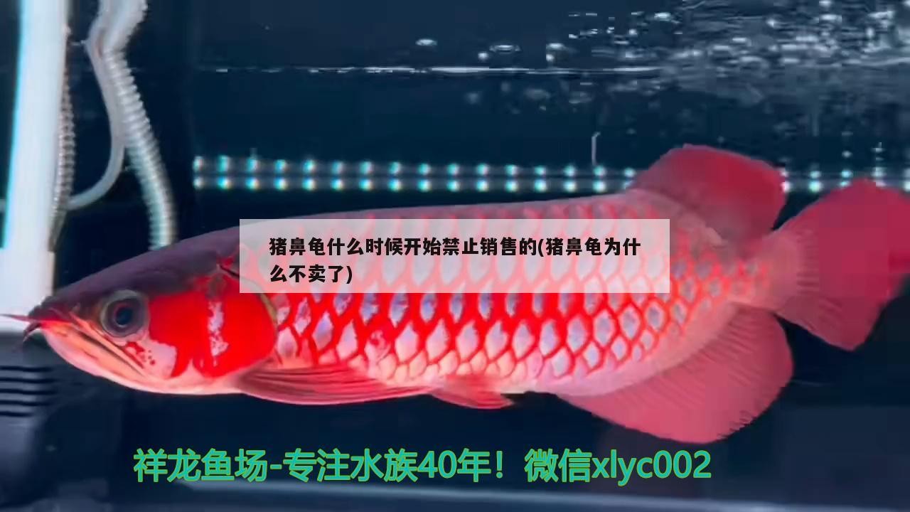20厘米龍魚多久換一次水，20厘米的龍魚多久換一次水