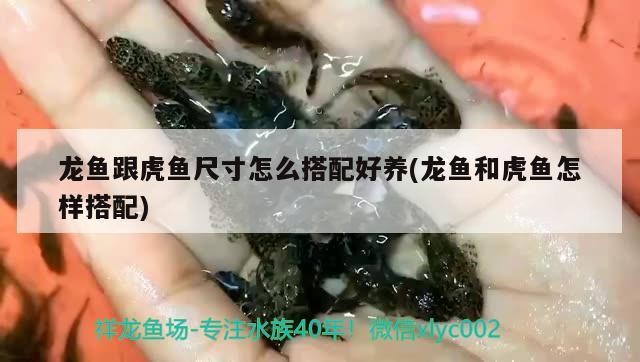成吉思汗鯰魚裝修，龍魚里當屬紅龍貴，成吉思汗鯰，家庭裝修金龍魚價格