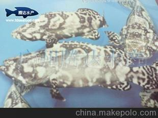 龍躉魚價格