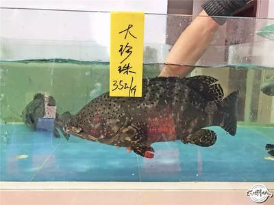 龍躉魚價格
