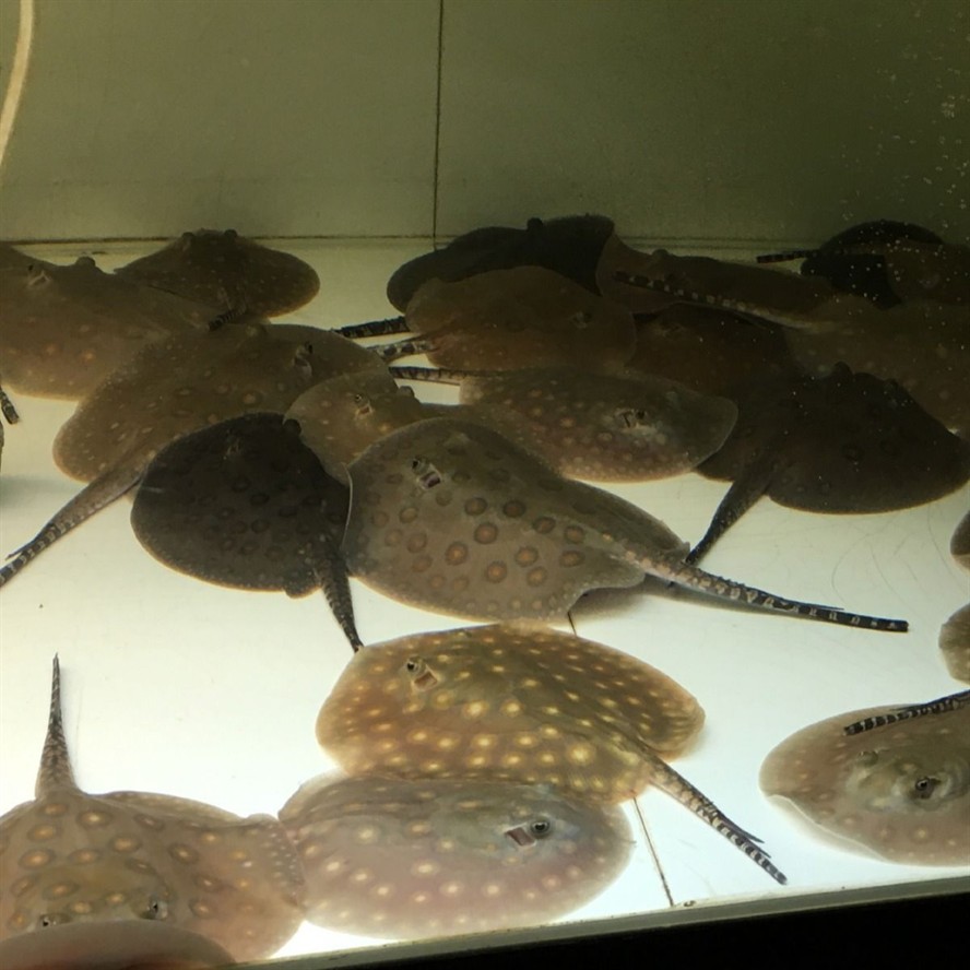 帝王魟魚最佳飼養環境，如何為帝王魟魚創造一個理想的飼養環境