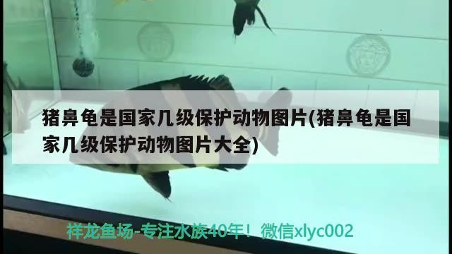 豬鼻龜是國家幾級保護動物圖片(豬鼻龜是國家幾級保護動物圖片大全)