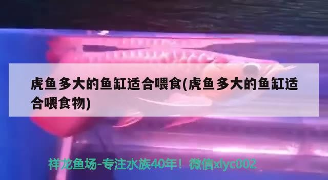 虎魚多大的魚缸適合喂食(虎魚多大的魚缸適合喂食物) 虎魚多大的魚缸適合喂食(虎魚多大的魚缸適合喂食物) 虎魚百科