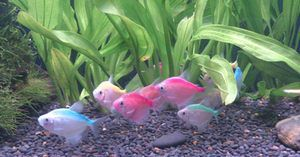 比較溫順的觀賞魚有哪些品種(溫順的觀賞魚品種) 森森魚缸 第1張 比較溫順的觀賞魚有哪些品種(溫順的觀賞魚品種) 比較溫順的觀賞魚有哪些品種(溫順的觀賞魚品種) 森森魚缸 第1張
