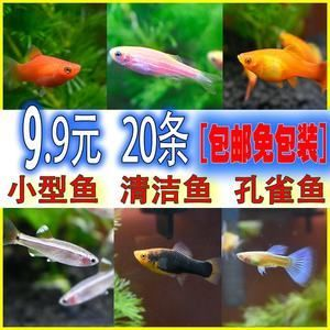比較溫順的觀賞魚有哪些品種(溫順的觀賞魚品種) 森森魚缸 第3張 比較溫順的觀賞魚有哪些品種(溫順的觀賞魚品種) 比較溫順的觀賞魚有哪些品種(溫順的觀賞魚品種) 森森魚缸 第3張