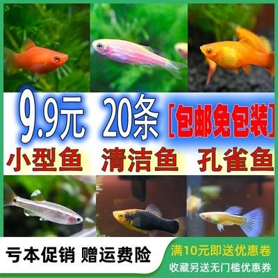 比較溫順的觀賞魚有哪些品種(溫順的觀賞魚品種) 森森魚缸 第4張 比較溫順的觀賞魚有哪些品種(溫順的觀賞魚品種) 比較溫順的觀賞魚有哪些品種(溫順的觀賞魚品種) 森森魚缸 第4張