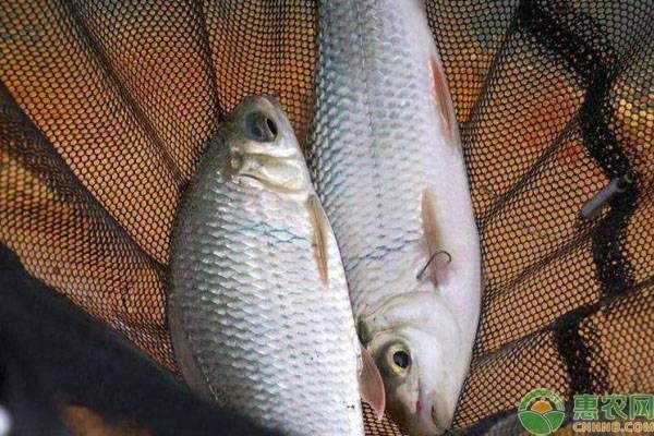 福魟魟魚抗病能力提升方法，福[需手動填充][需手動填充]魚混養最佳搭配,