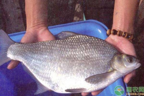 福魟魟魚抗病能力提升方法，福[需手動填充][需手動填充]魚混養最佳搭配,