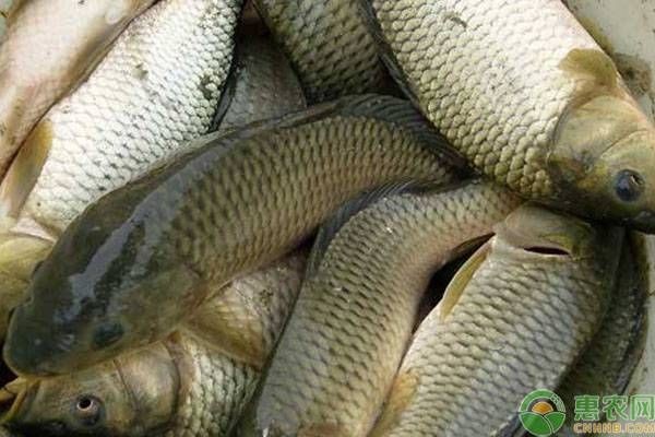 福魟魟魚抗病能力提升方法，福[需手動填充][需手動填充]魚混養最佳搭配,