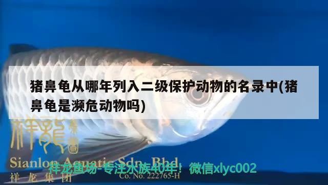 豬鼻龜從哪年列入二級保護動物的名錄中(豬鼻龜是瀕危動物嗎) 豬鼻龜從哪年列入二級保護動物的名錄中(豬鼻龜是瀕危動物嗎) 豬鼻龜百科