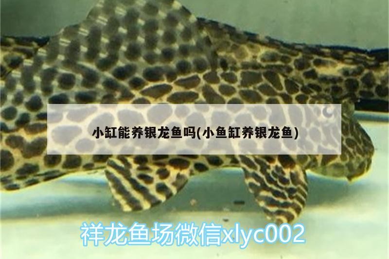 龍魚怕什么 小缸能養銀龍魚嗎(小魚缸養銀龍魚) 銀龍魚百科 小缸能養銀龍魚嗎(小魚缸養銀龍魚) 小缸能養銀龍魚嗎(小魚缸養銀龍魚) 銀龍魚百科