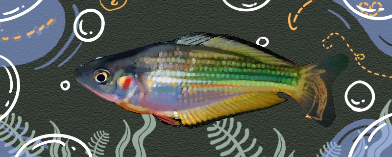 河虹銀漢魚好養嗎怎么養