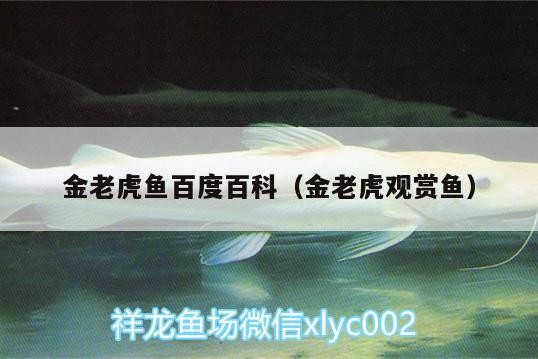 金老虎魚百度百科（金老虎觀賞魚）