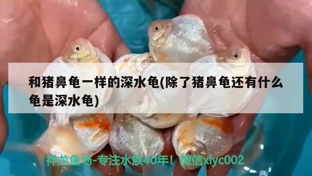 和豬鼻龜一樣的深水龜(除了豬鼻龜還有什么龜是深水龜) 和豬鼻龜一樣的深水龜(除了豬鼻龜還有什么龜是深水龜) 豬鼻龜百科
