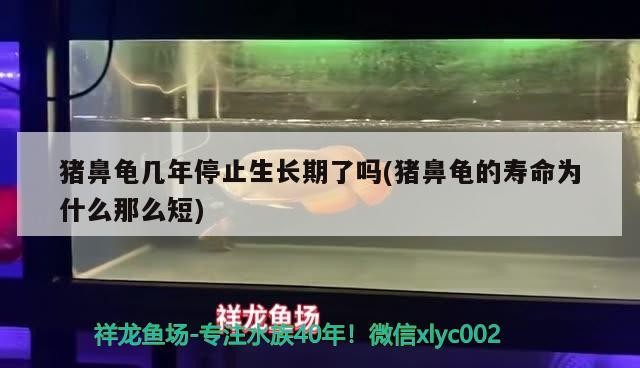 豬鼻龜幾年停止生長期了嗎(豬鼻龜的壽命為什么那么短)