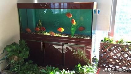如何挑選健康魟魚：挑選健康的魟魚需要綜合考慮其健康狀況、體型大小和年齡等因素