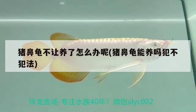 豬鼻龜不讓養了怎么辦呢(豬鼻龜能養嗎犯不犯法)