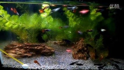 1.2米魚缸能養(yǎng)多少小型熱帶魚：1.2米的魚缸能養(yǎng)多少小型熱帶魚