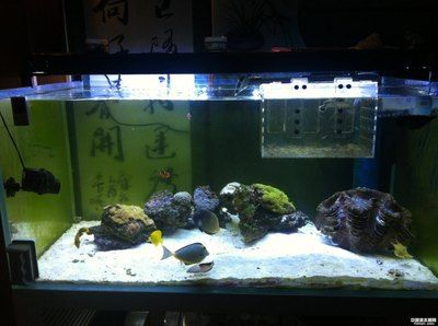 1.2米魚缸能養(yǎng)多少小型熱帶魚：1.2米的魚缸能養(yǎng)多少小型熱帶魚