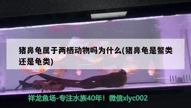 豬鼻龜屬于兩棲動物嗎為什么(豬鼻龜是鱉類還是龜類)