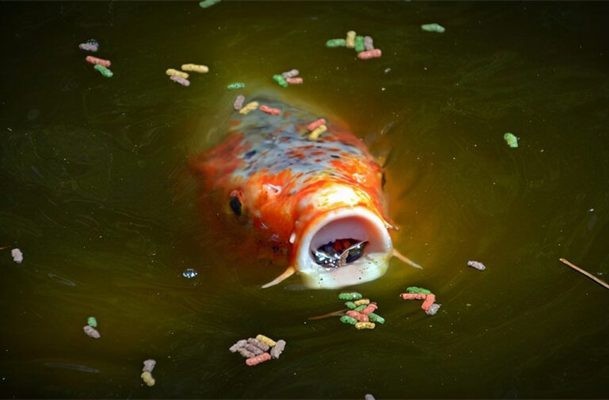觀賞魚發展的前景怎么樣了（觀賞魚發展的前景怎么樣了呢）