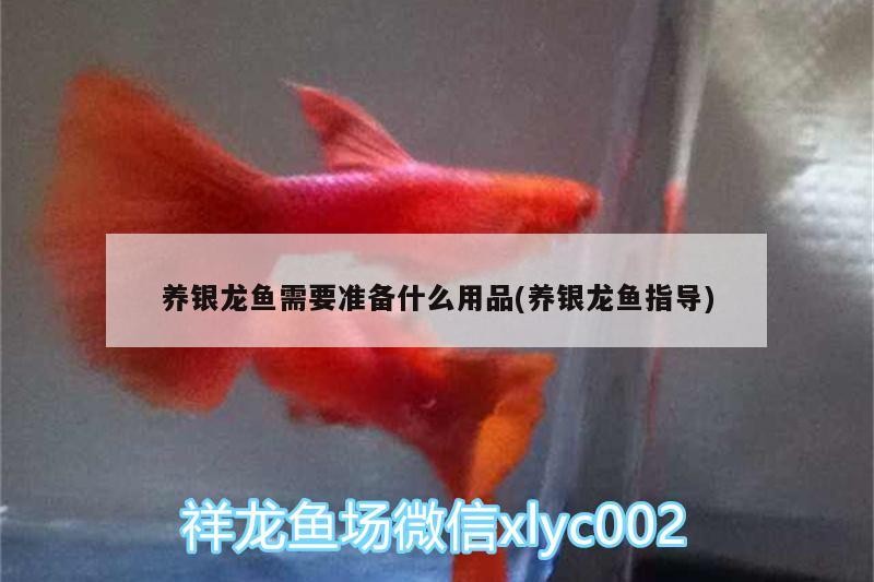 養銀龍魚需要準備什么用品(養銀龍魚指導)
