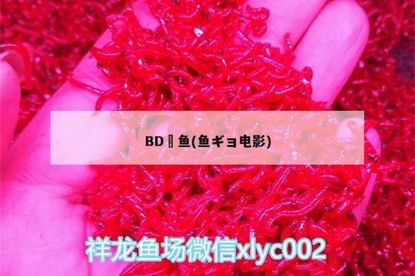 BD魟魚風水寓意解析，bd魟魚在風水學中具有特殊寓意的生活和工作