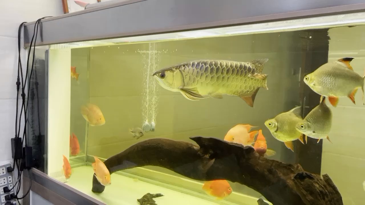 廣州魚缸批發市場大紅龍出了魚友家又收了條金問題金龍 廣州魚缸批發市場大紅龍出了魚友家又收了條金問題金龍 魟魚百科 第1張