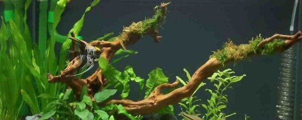 sunsun魚缸換水視頻：\sunsun森森魚缸換水的注意事項 sunsun魚缸換水視頻：\sunsun森森魚缸換水的注意事項 森森魚缸 第1張