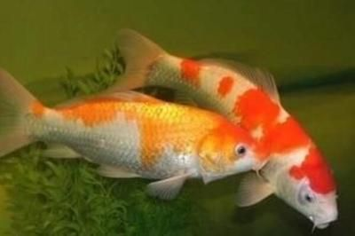 sunsun魚缸換水視頻：\sunsun森森魚缸換水的注意事項 sunsun魚缸換水視頻：\sunsun森森魚缸換水的注意事項 森森魚缸 第4張