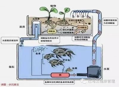 大型魚缸水循環系統原理：大型魚缸水循環系統的原理