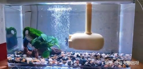 金龍魚在河南的招聘條件是什么，金龍魚在河南招聘條件是什么金龍魚在河南有哪些崗位
