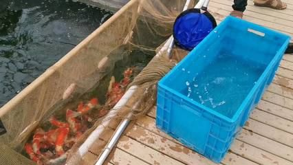 大魚缸養小魚要打氧嗎：大魚缸養魚需要打氧嗎，小魚缸養魚的注意事項和注意事項