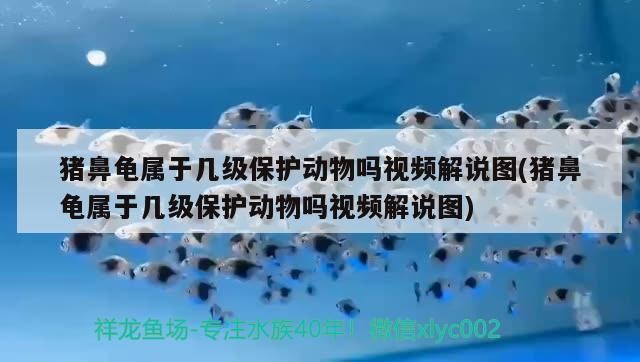 豬鼻龜屬于幾級保護動物嗎視頻解說圖(豬鼻龜屬于幾級保護動物嗎視頻解說圖)