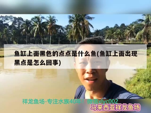 魚缸上面黑色的點點是什么魚(魚缸上面出現黑點是怎么回事) 魚缸上面黑色的點點是什么魚(魚缸上面出現黑點是怎么回事) 魟魚百科