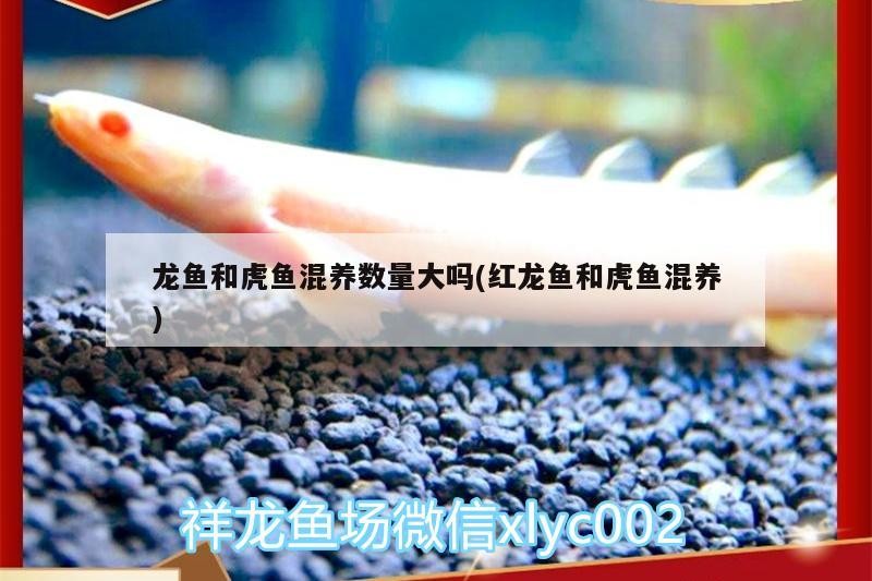 龍魚(yú)和虎魚(yú)混養(yǎng)數(shù)量大嗎(紅龍魚(yú)和虎魚(yú)混養(yǎng))