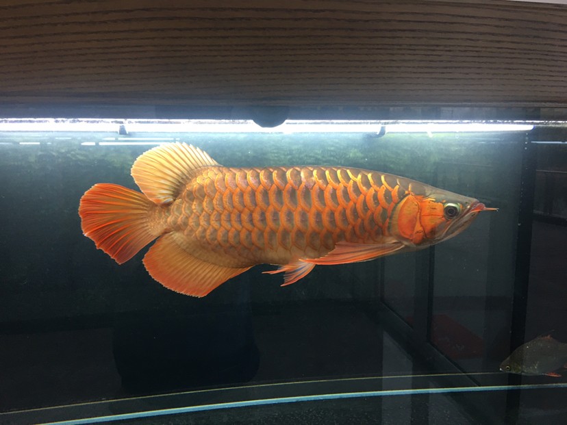 現在虎魚圈發布的泰虎比印尼都多