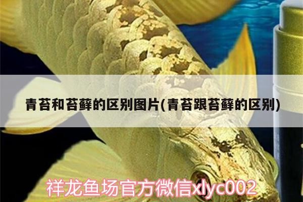 青苔和苔蘚的區別圖片(青苔跟苔蘚的區別)